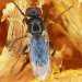 La Piophila casei, la mosca del formaggio 